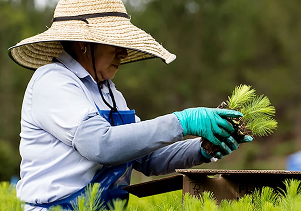 Producción-madera-plantaciones-forestales-recurso-natural-renovable-árboles-impacto-ambiental-todocartonSK_p