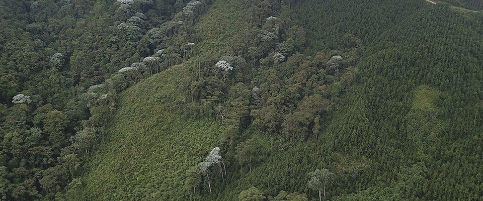 Silvicultura-bosque-plantacion