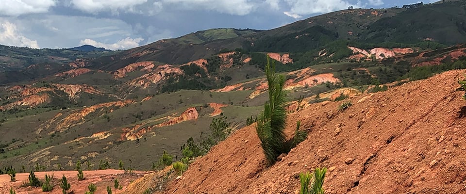 Silvicultura-plantación-bosques-pinos