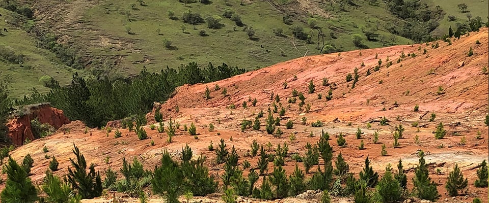 Silvicultura-plantación-forestal-pinos